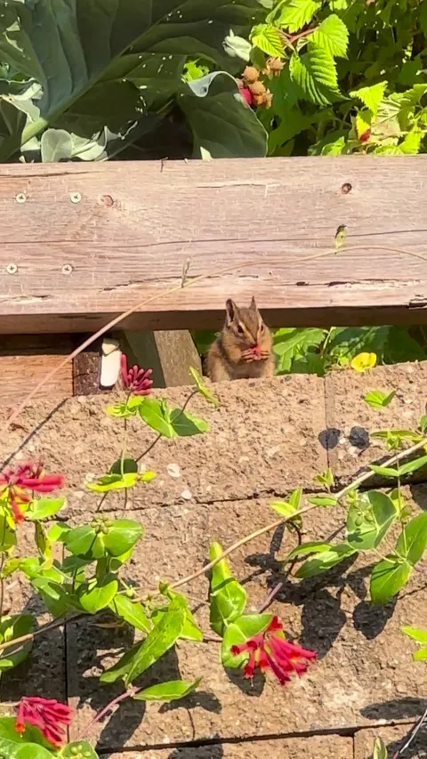 Last year’s raspberries were disappearing and I found out why