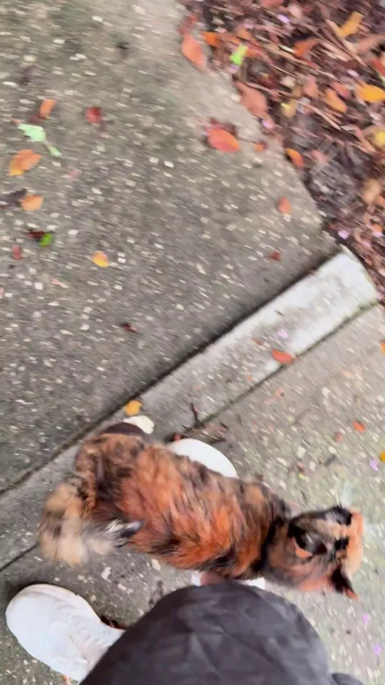 I’ve been wanting to adopt but it looks like she adopted me 😂