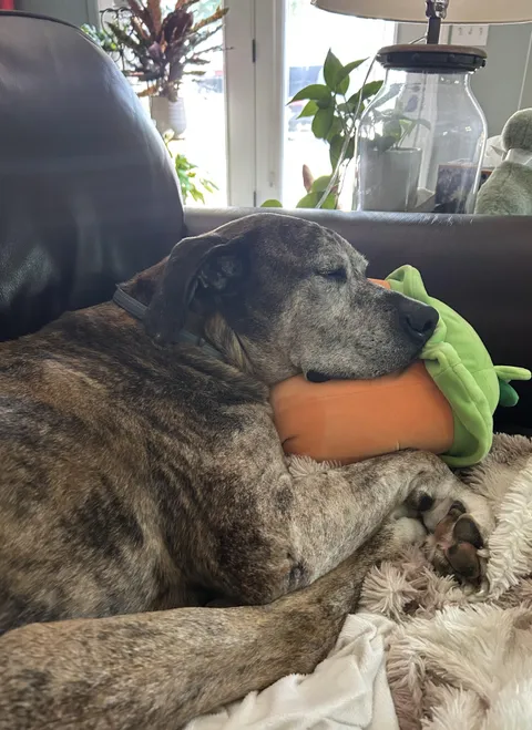My old boy snuggling with his stuffed carrot