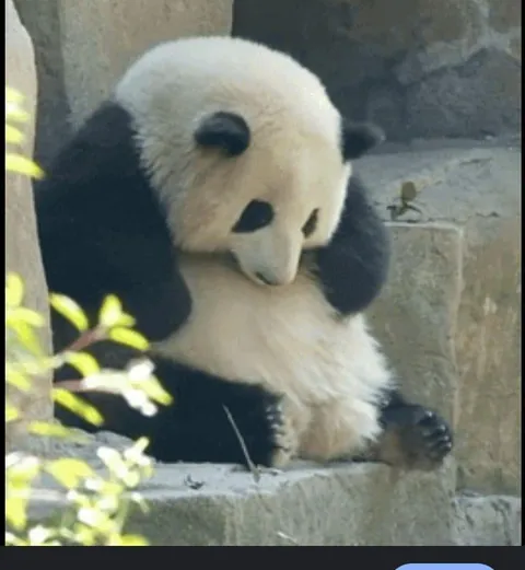 A panda named Hua Hua is the first panda to have official plushies based on her because of her distinctly round appearance relative to other pandas (Last 5 pics are real HuaHua)