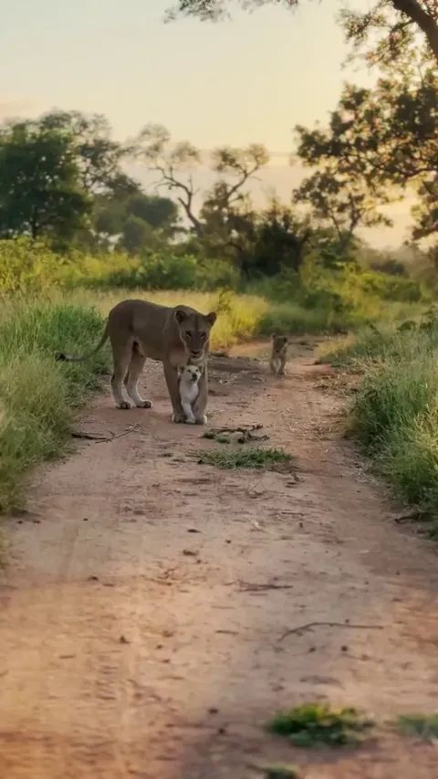 A white lion cub trying to roar.