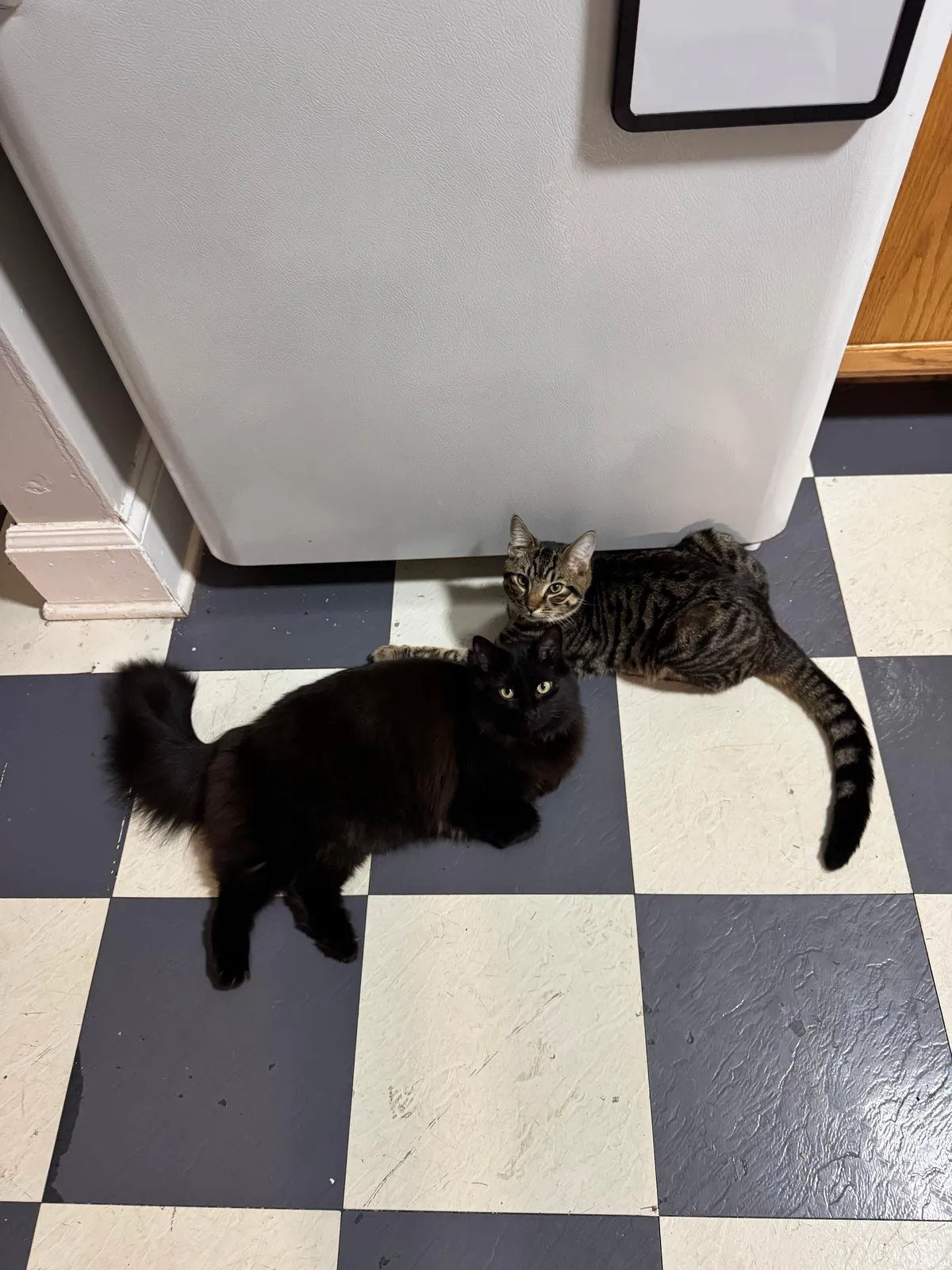 Got my void a friend. She is impressed.