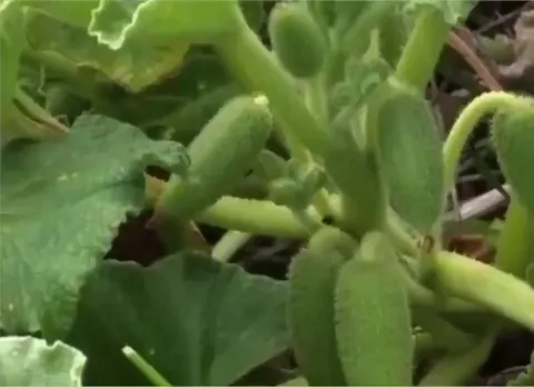 Cucumber dispersing seeds in slow-mo
