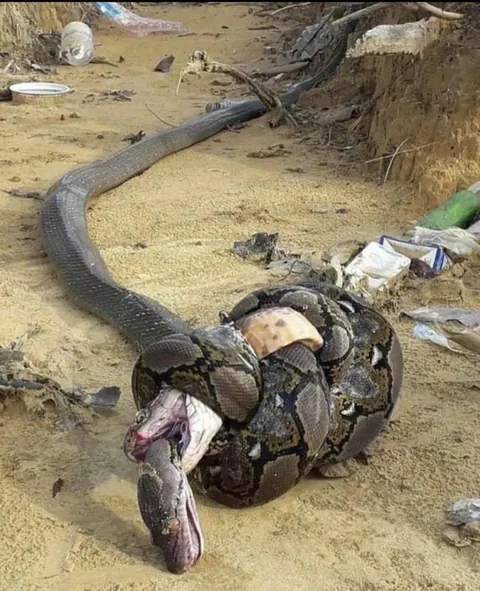 King Cobra and Python Kill Each Other in a Fight. The Python Dies from Venom, While the Cobra Dies from Constriction.