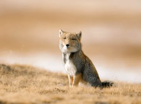 🔥The Tibetan sand fox. Their skull shape and short ears give them a very distinctive appearance.🔥