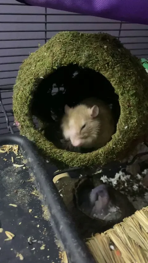 why does my girl (tofu) tweak when i “tickle” her?