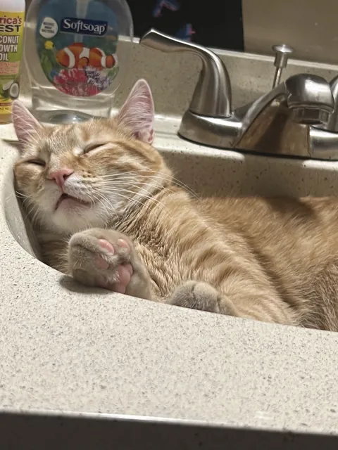 Does anyone else’s cat sleep in the sink?