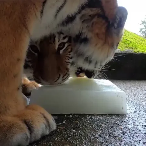 Tigrers with a frozen milk brick on a hot day