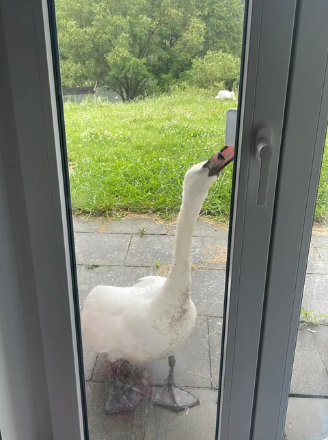 This swan has been going at our door non-stop for 2 days now. 