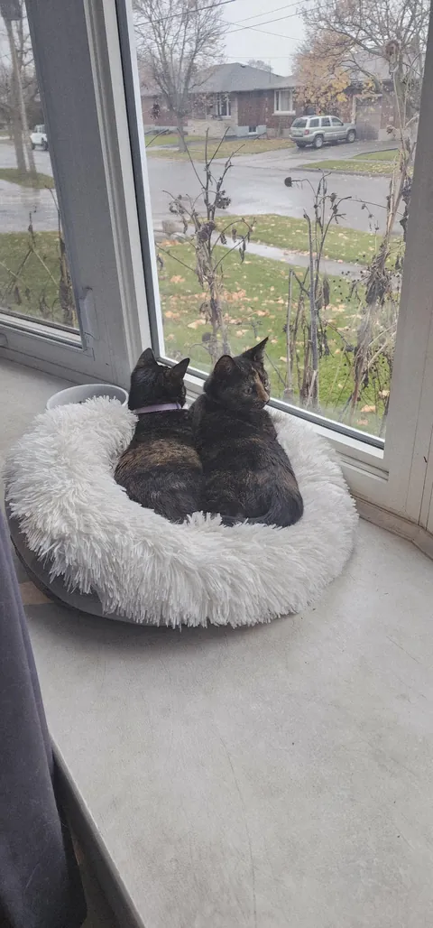 Kittens found on highway in a box, we adopted them both.