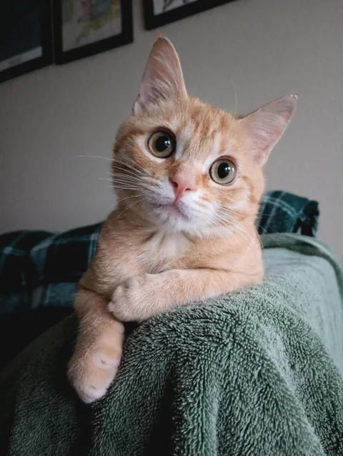 Theodore hopes you're having a good day