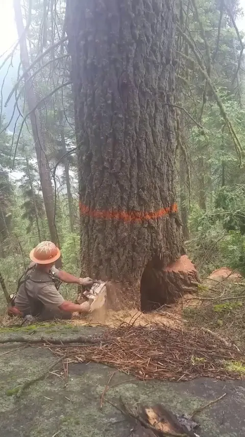 Lumberjack Cutting A Tree 🌲