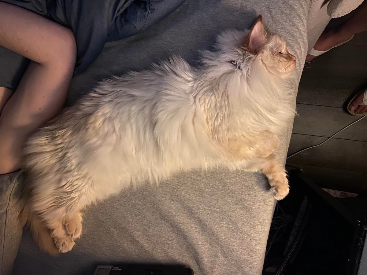 My boy cat is really long (38" from head to tail tip, to be precise. Banana for scale.)