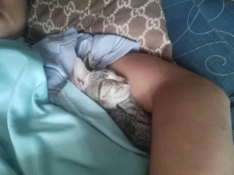 My boyfriend's cat can't sleep without him. He waits for my boyfriend to come home from work every night so they can sleep together