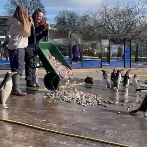 Gentoo penguins give pebbles to females during courtship. If she accepts the stone, the pair forms or strengthens their bond. Because of this, Edinburgh Zoo scatters colored pebbles every year so the males can present them to their mates during the breeding season.