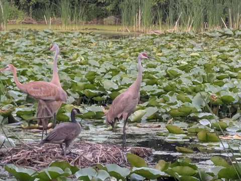 Colts (young sandhill cranes) have about a 50% (high end) survival rate from hatchling to fledging. These expert sandhill crane parents raised a different species alongside their own and have kept both alive. Now they fly and dance together.
