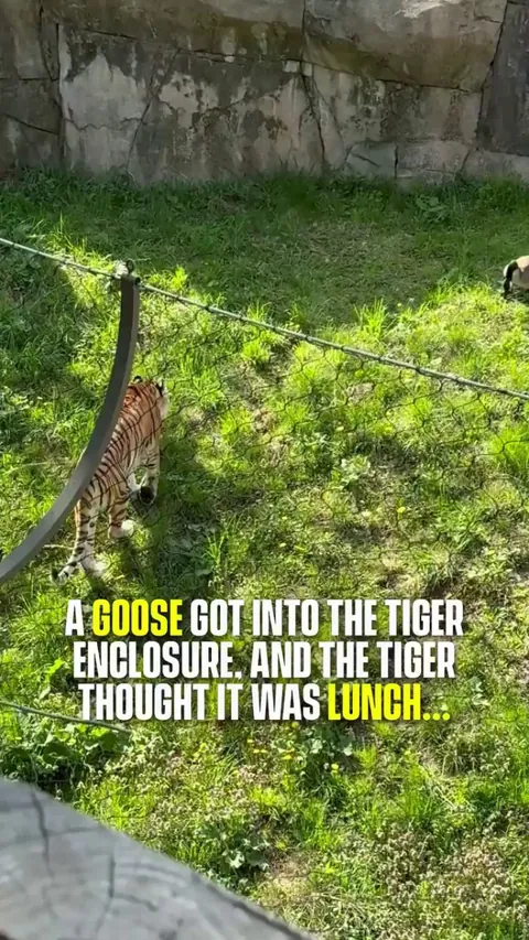 Goose accidentally enters tiger enclosure, refuses to be prey