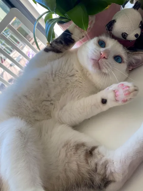 This is your reminder to please ADOPT don’t SHOP ^-^