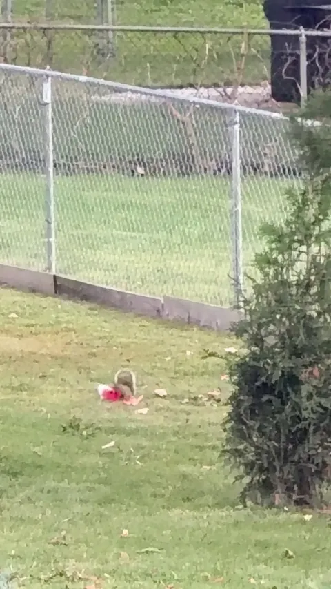 Neighbor’s squirrel absolutely loving his new dog toy friend