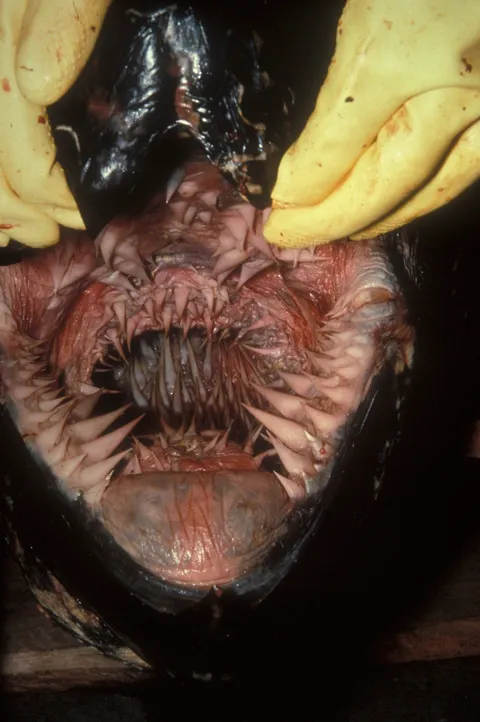 The inside of a Leatherback Turtle's mouth is the thing nightmares are made of...xpost /r/pics