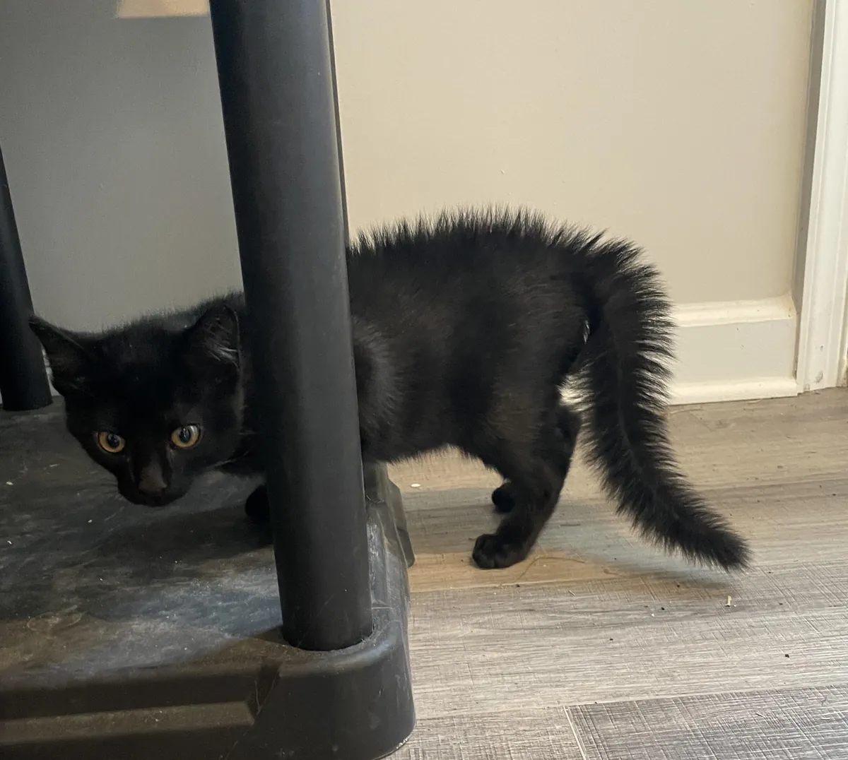 Can see my cats tail bone when she is spooked