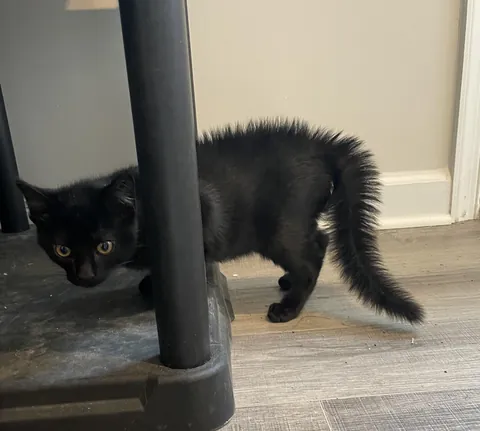 Can see my cats tail bone when she is spooked