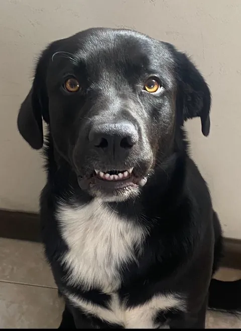 Why is my dog so goofy?