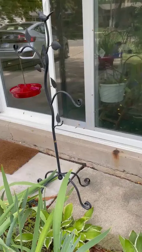 Ground nesting yellow jackets decided to make their home in the sidewalk crack right in front of our patio door.  Turns out they consider videoing them to be a threat, so my eyelid needed stinging.