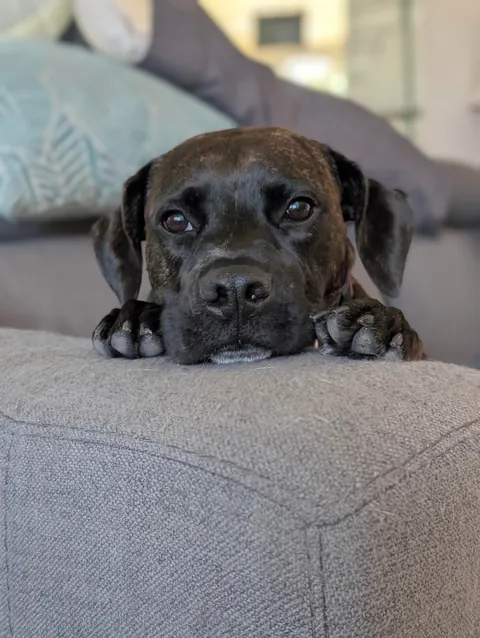 My foster dog Cooper is the sweetest boi