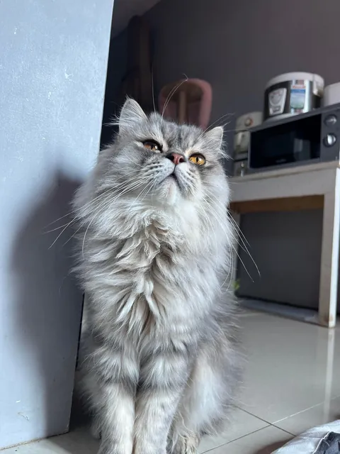 Our cat just died today.