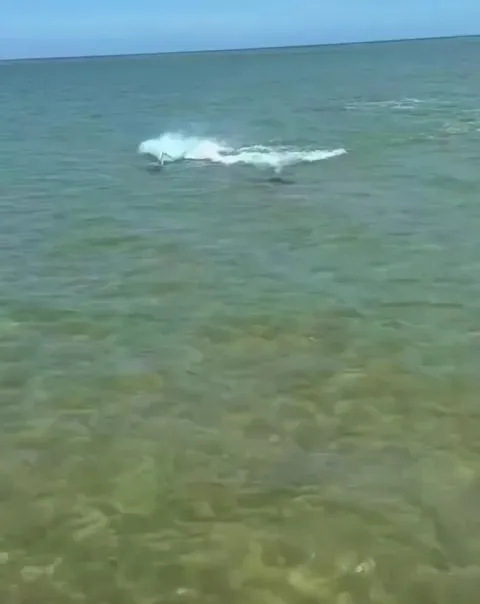 🔥 Stingray jumping over a hammerhead shark