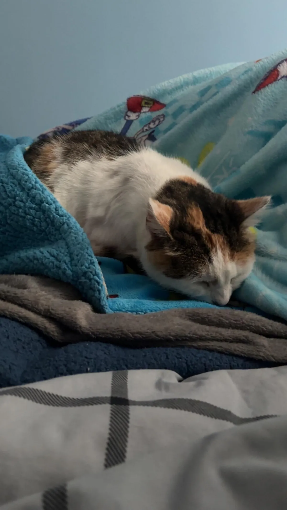 This cat broke into my house and had the audacity to sleep on MY bed...