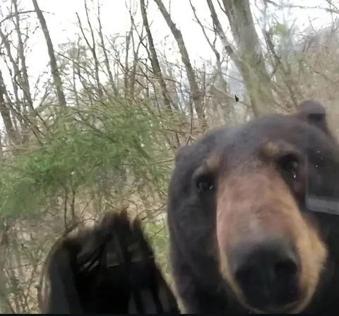 🔥 Bear Selfies 🔥