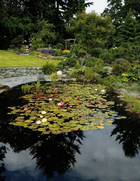 My friend's amazing pond. Almost surreal, it looks like a beautiful painting🤔😊