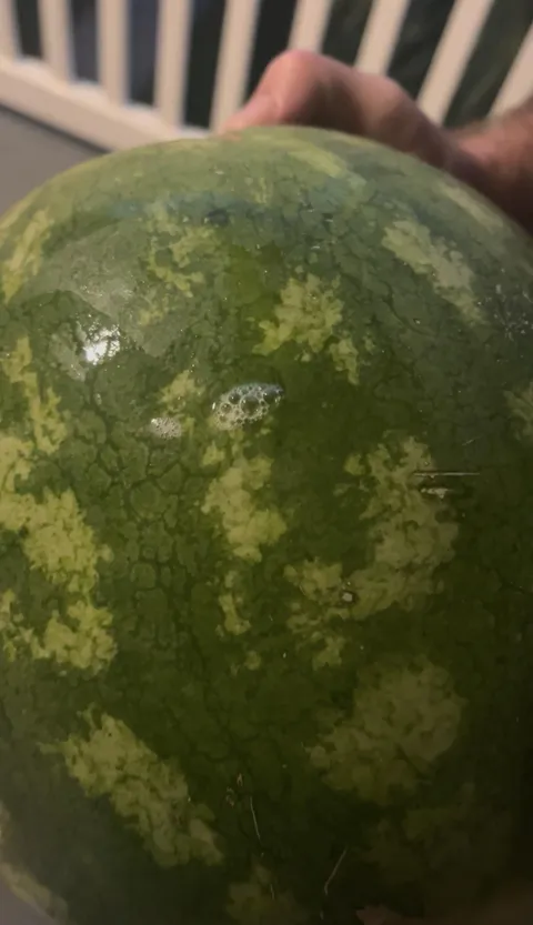 Our watermelon started bubbling