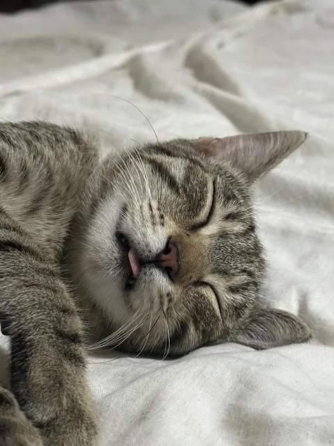 Say hello to my cat Sissi 🤩