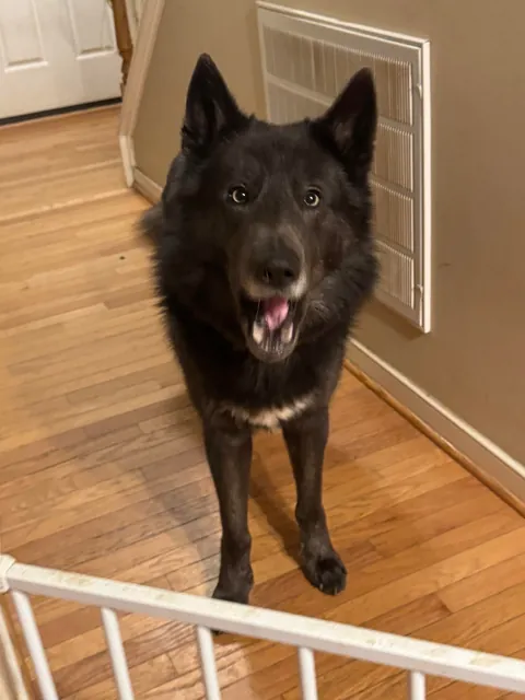 Someone left the door open and a wolf pupper walked in