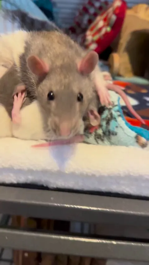 Mama Marlow &amp; her 10 babies update