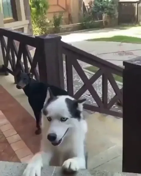 Who's gonna tell him he's not a dog?