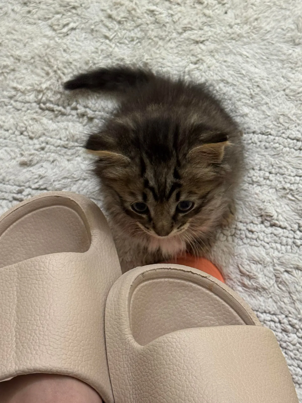 His name is Wilfred and he just stole my entire family’s hearts