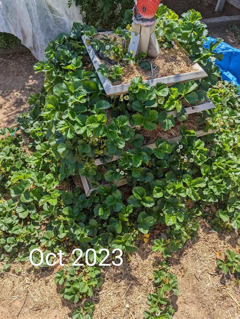 The strawberry pyramid 