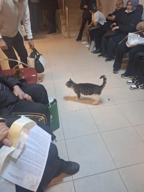 no degree no license still more confident than half the doctors