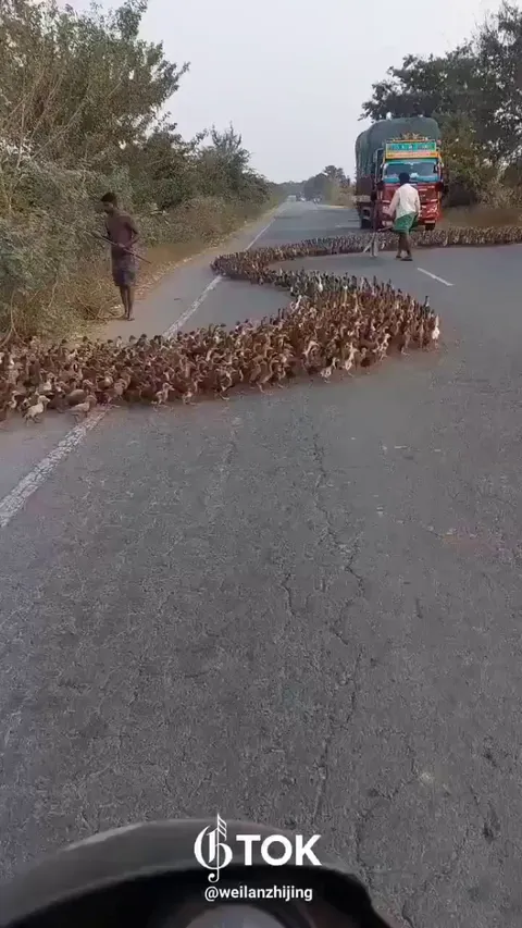Thousands of ducks crossing road