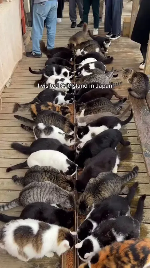 Cat island in Japan