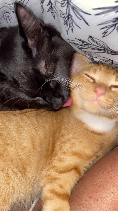 My Black baby girl Rhaenys loving on her little brother Grover ❤️