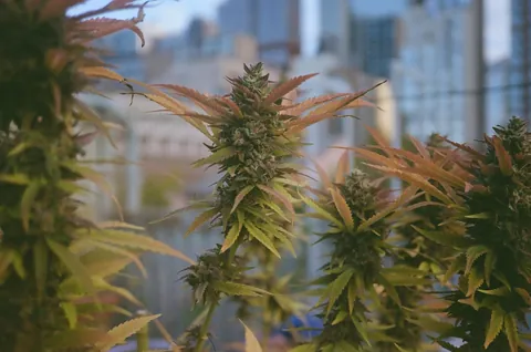 My 300 sq ft rooftop garden in downtown Brooklyn