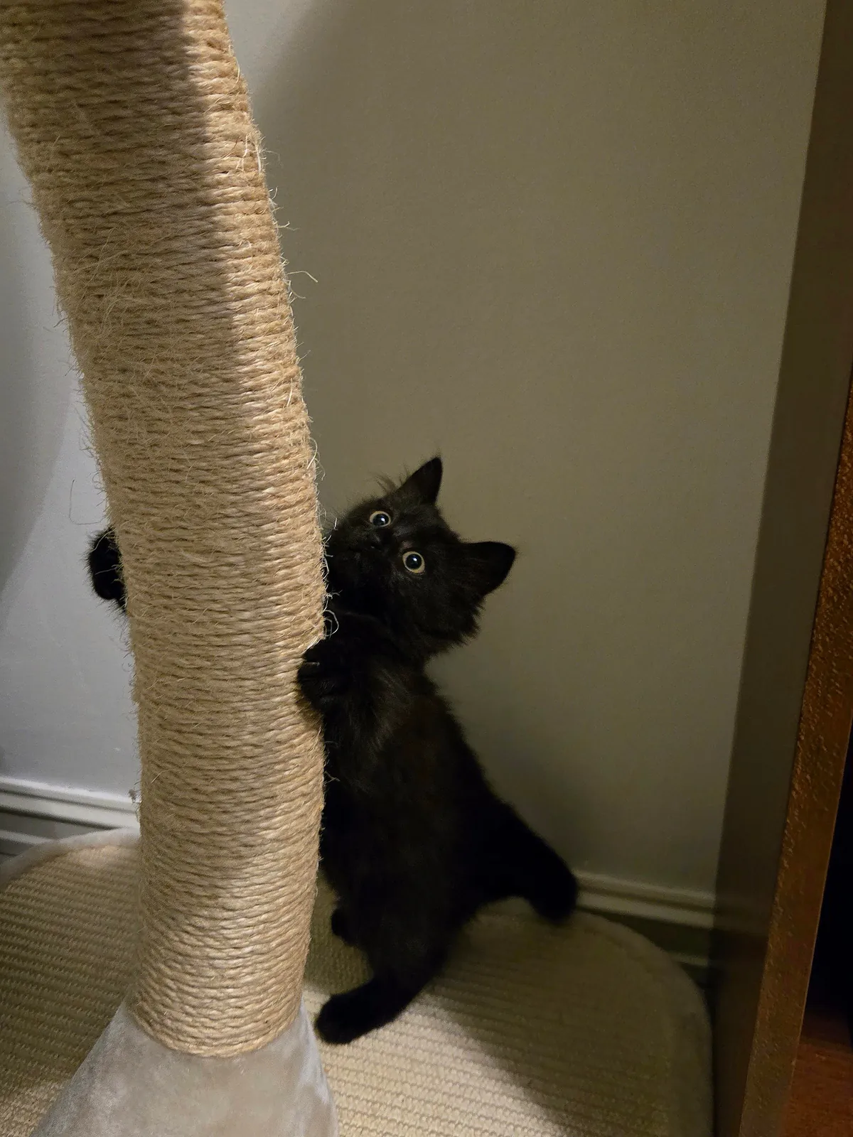 Just adopted my first kitten🖤 Her name is Misu🎀