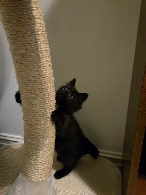 Just adopted my first kitten🖤 Her name is Misu🎀