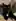 Black Cats Aren't Photogenic...