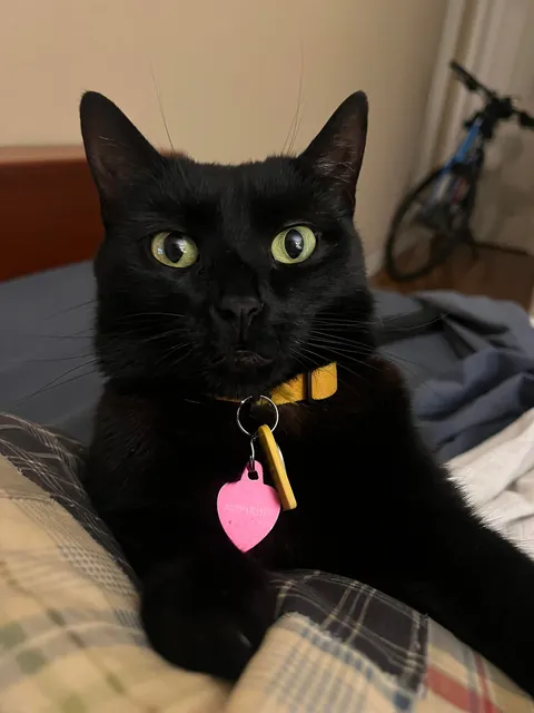 Black Cats Aren't Photogenic...